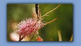 1993_WA_D05-15-29_Flaschenbuersten-Grevillea (Grevillea paradoxa).jpg